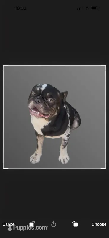 Prince – French Bulldog puppy for sale in Holiday, FL