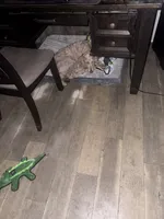 Poodle no re home fee, a female Poodle - Standard  for sale in Holiday, FL – 2 of 2