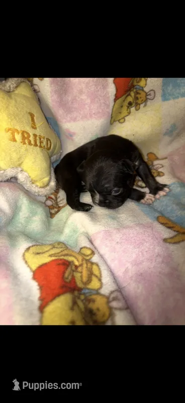 Midnight Berry – French Bulldog puppy for sale in Holiday, FL