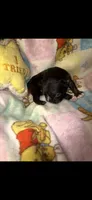 Midnight Berry, a male French Bulldog for sale in Holiday, FL – 1 of 4