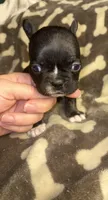 Midnight Berry, a  French Bulldog for sale in Holiday, FL – 2 of 4