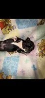 Midnight Berry, a male French Bulldog for sale in Holiday, FL – 4 of 4