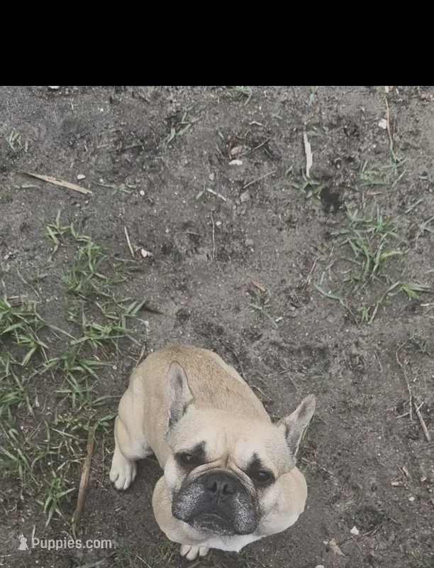 Bluey – French Bulldog puppy for sale in Holiday, FL