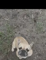 Bluey, a female French Bulldog for sale in Holiday, FL – 1 of 3