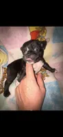Midnight Berry, a male French Bulldog for sale in Holiday, FL – 2 of 4