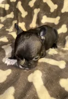 Midnight Berry, a  French Bulldog for sale in Holiday, FL – 3 of 4