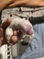 processed/e16d0ad0-c60d-41d2-9837-f9cd50b9a325/listing/18eb1be8-f4b5-400a-ba58-de4bea2d282f/9b236932-edc5-4653-b6f9-db5816fb5ed9