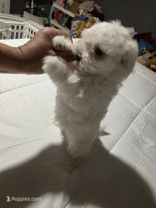 Marshmallow, a female Maltese for sale in Lawrenceville, GA – Photo 1 of 2
