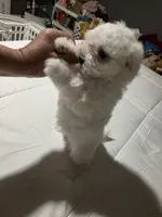 Marshmallow, a female Maltese for sale in Lawrenceville, GA – Photo 1 of 2