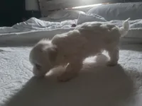 Myclo, a male Maltese for sale in Lawrenceville, GA – Photo 2 of 8