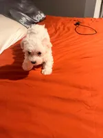 Myclo, a male Maltese for sale in Lawrenceville, GA – Photo 1 of 8