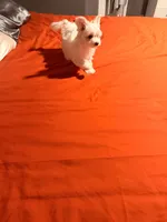 Myclo, a male Maltese for sale in Lawrenceville, GA – Photo 8 of 8