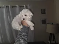 Mikey, a male Maltese for sale in Lawrenceville, GA – Photo 2 of 7