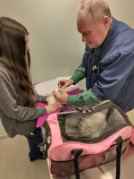 Myclo, a male Maltese for sale in Lawrenceville, GA – Photo 7 of 8