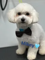 Myclo, a male Maltese for sale in Lawrenceville, GA – Photo 4 of 8