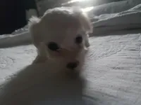 Myclo, a male Maltese for sale in Lawrenceville, GA – Photo 6 of 8