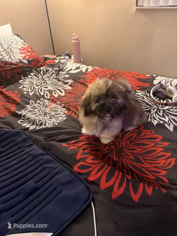 Cash, a male Lhasa Apso and Shih Tzu for sale in Palm Bay, FL – 1 of 2