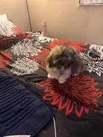Cash, a male Lhasa Apso and Shih Tzu for sale in Palm Bay, FL – 1 of 2