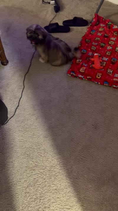 Cash, a male Lhasa Apso and Shih Tzu for sale in Palm Bay, FL – 2 of 2