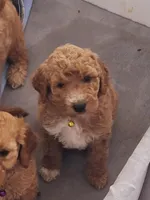 Named by Color, a female Goldendoodle for sale in Venice, FL – Photo 3 of 5