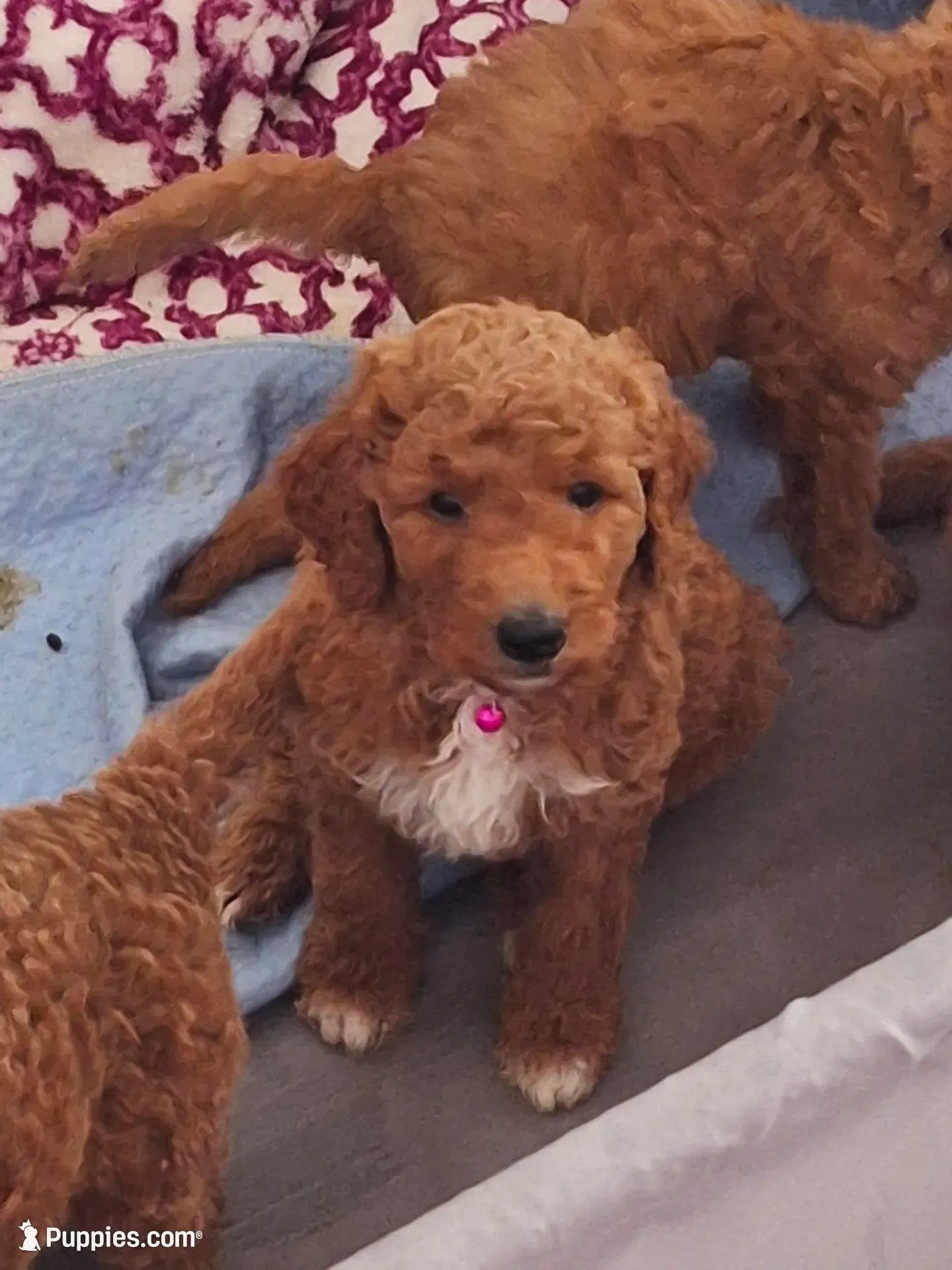 Named by Color 4 puppies left, a female Goldendoodle for sale in Venice, FL – 8 of 8