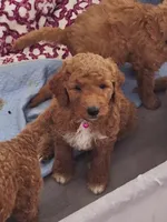 Named by Color, a female Goldendoodle for sale in Venice, FL – Photo 4 of 5