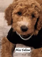 Named by Color 4 puppies left, a female Goldendoodle for sale in Venice, FL – 1 of 8