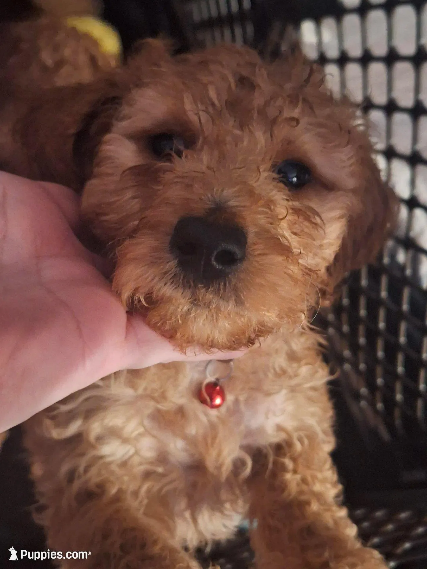 Named by Color 4 puppies left, a female Goldendoodle for sale in Venice, FL – 6 of 8