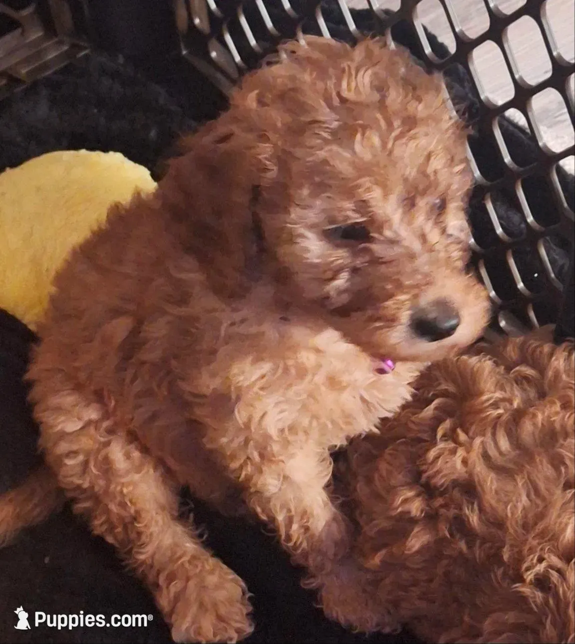 Named by Color 4 puppies left, a female Goldendoodle for sale in Venice, FL – 5 of 8