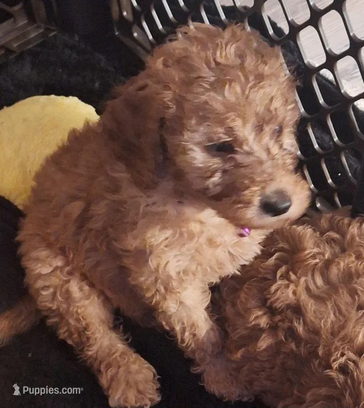 Named by Color – Goldendoodle puppy for sale in Venice, FL