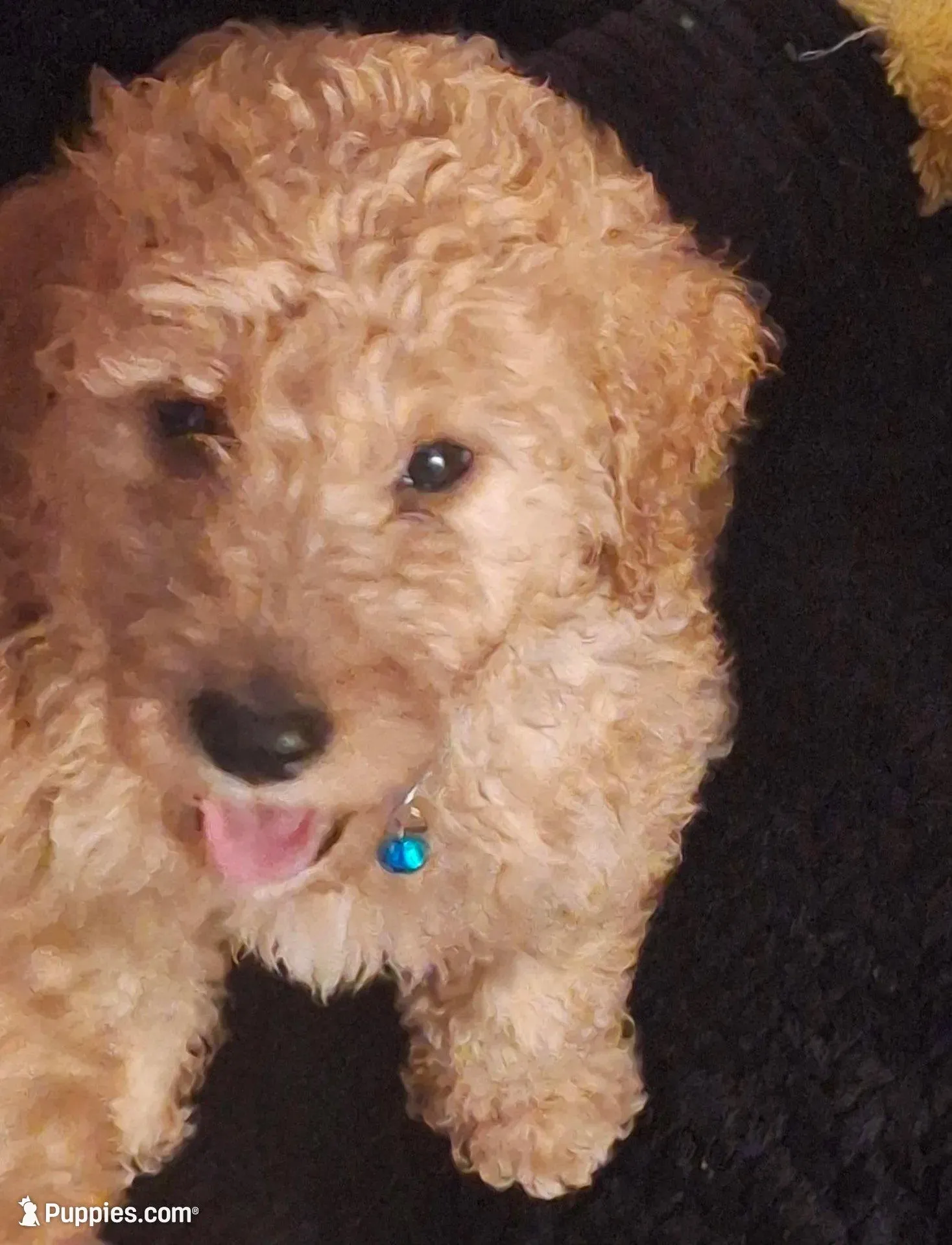 Named by Color 4 puppies left, a female Goldendoodle for sale in Venice, FL – 7 of 8