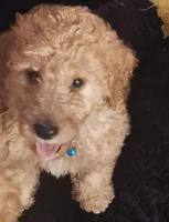 Named by Color, a female Goldendoodle for sale in Venice, FL – Photo 2 of 5