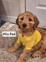Named by Color 4 puppies left, a female Goldendoodle for sale in Venice, FL – 3 of 8