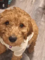 Named by Color 4 puppies left, a female Goldendoodle for sale in Venice, FL – 4 of 8