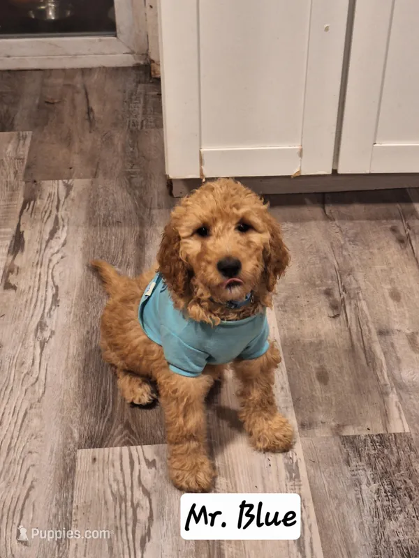 Named by Color – Goldendoodle puppy for sale in Venice, FL