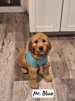 Named by Color 4 puppies left, a female Goldendoodle for sale in Venice, FL – 2 of 8