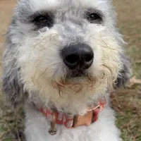 MOON, a female Miniature Bernedoodle for sale in Defuniak Springs, FL – Photo 2 of 9