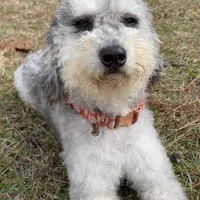 MOON, a female Miniature Bernedoodle for sale in Defuniak Springs, FL – Photo 4 of 9