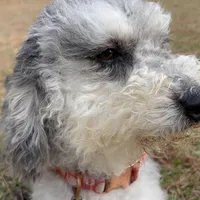 MOON, a female Miniature Bernedoodle for sale in Defuniak Springs, FL – Photo 3 of 9