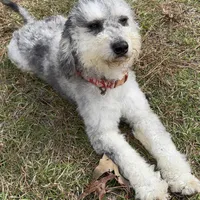 MOON, a female Miniature Bernedoodle for sale in Defuniak Springs, FL – Photo 7 of 9