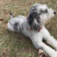MOON, a female Miniature Bernedoodle for sale in Defuniak Springs, FL – Photo 6 of 9