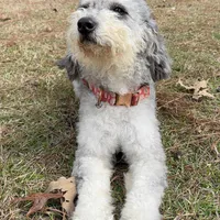 MOON, a female Miniature Bernedoodle for sale in Defuniak Springs, FL – Photo 8 of 9