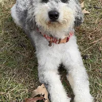 MOON, a female Miniature Bernedoodle for sale in Defuniak Springs, FL – Photo 5 of 9