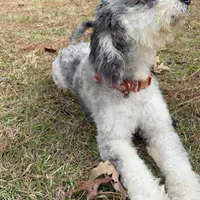MOON, a female Miniature Bernedoodle for sale in Defuniak Springs, FL – Photo 1 of 9
