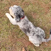 MOON, a female Miniature Bernedoodle for sale in Defuniak Springs, FL – Photo 9 of 9