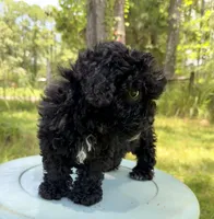 Mocha girl, a female Miniature Bernedoodle and Miniature Goldendoodle for sale in Defuniak Springs, FL – Photo 2 of 6