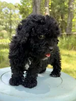 Mocha girl, a female Miniature Bernedoodle and Miniature Goldendoodle for sale in Defuniak Springs, FL – Photo 6 of 6
