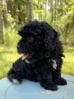 Mocha girl, a female Miniature Bernedoodle and Miniature Goldendoodle for sale in Defuniak Springs, FL – Photo 4 of 6