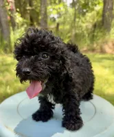 Mocha girl, a female Miniature Bernedoodle and Miniature Goldendoodle for sale in Defuniak Springs, FL – Photo 3 of 6