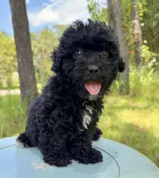 Mocha girl, a female Miniature Bernedoodle and Miniature Goldendoodle for sale in Defuniak Springs, FL – Photo 1 of 6